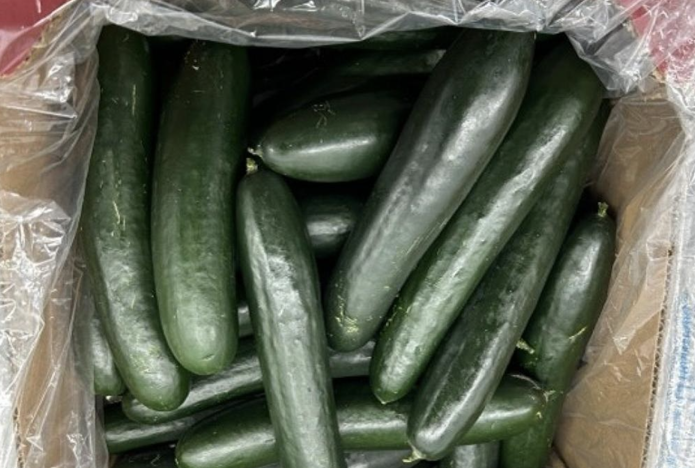 SunFed Produce Cucumbers