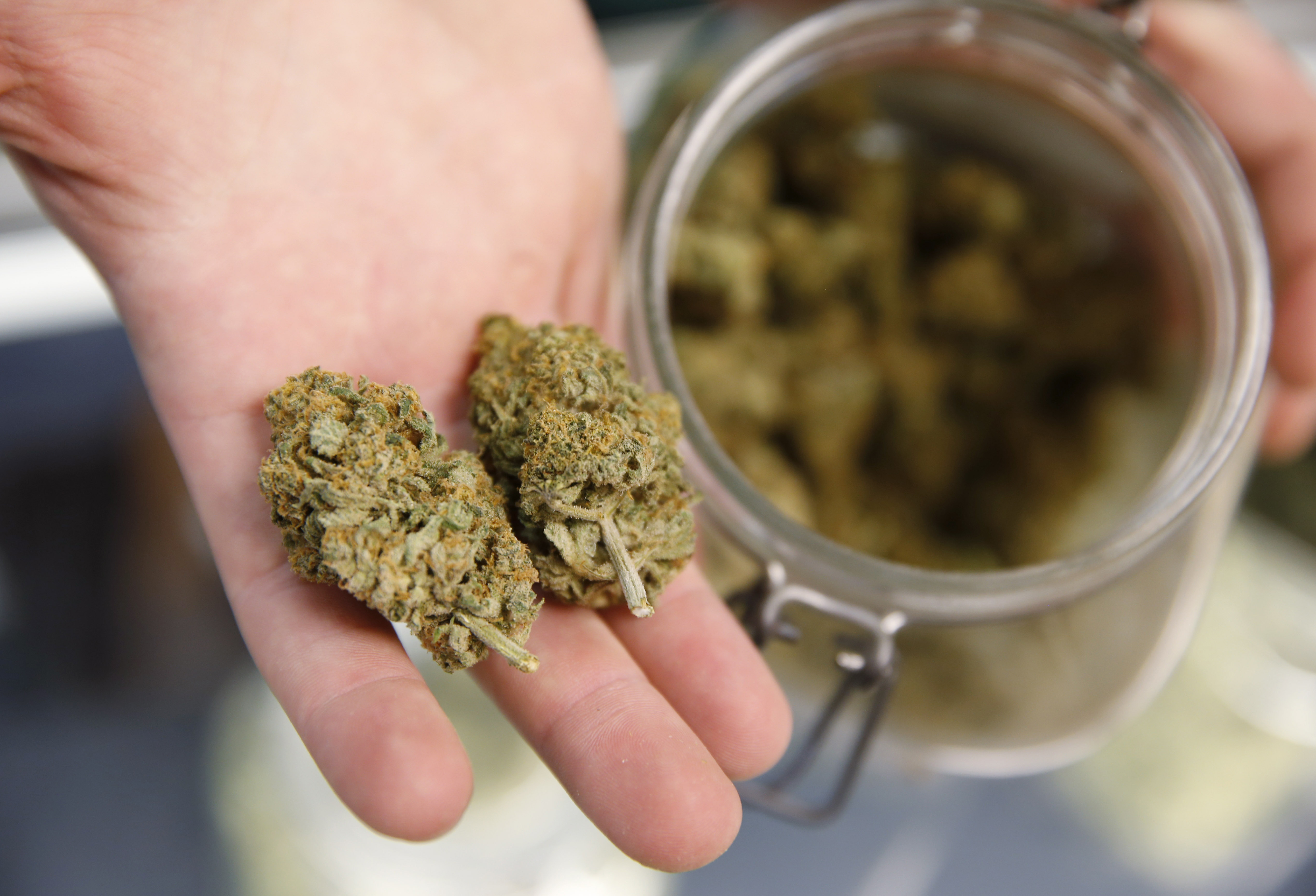 colorado marijuana