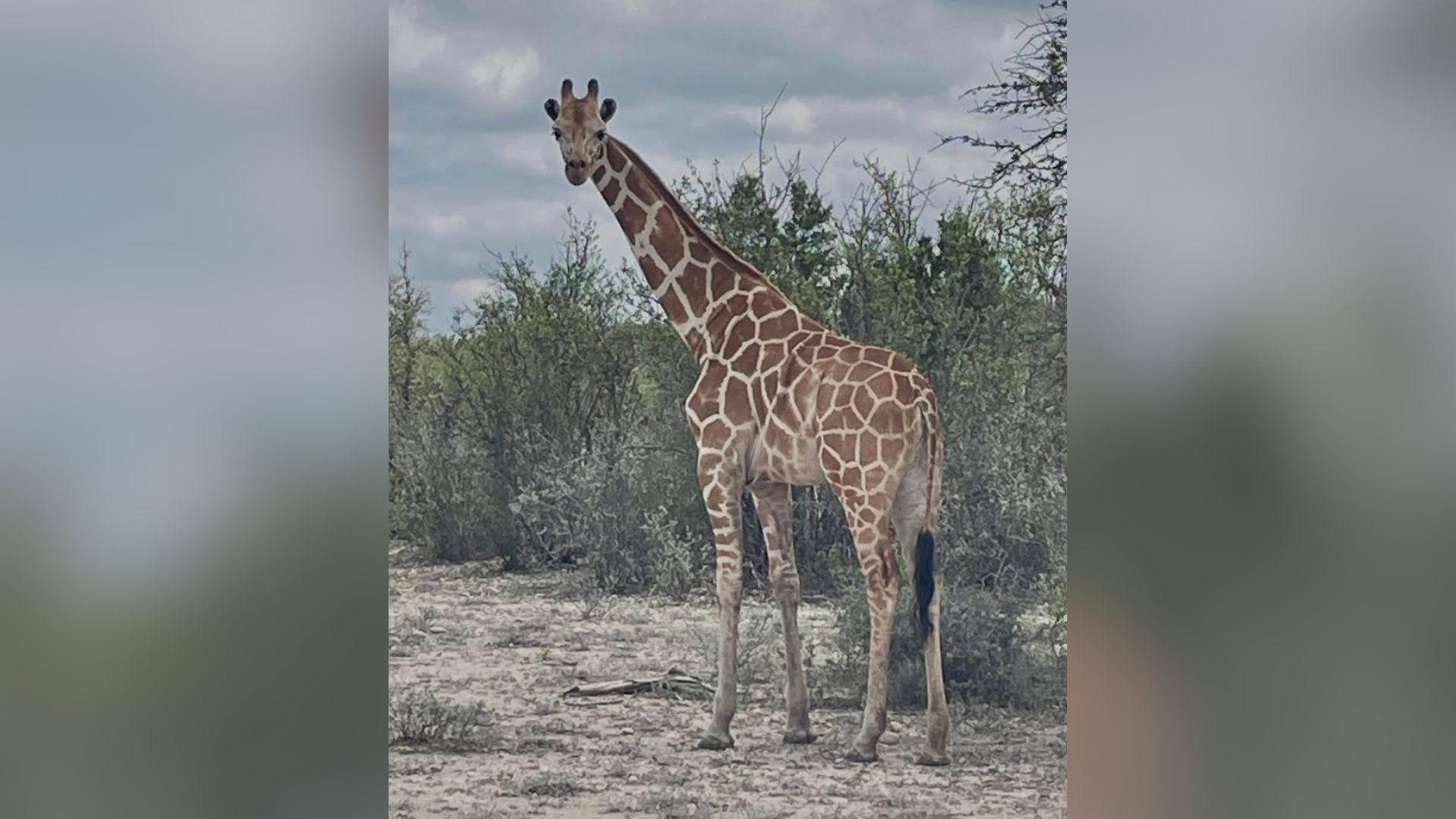 Gracie is pictured before going missing from a Texas ranch. 