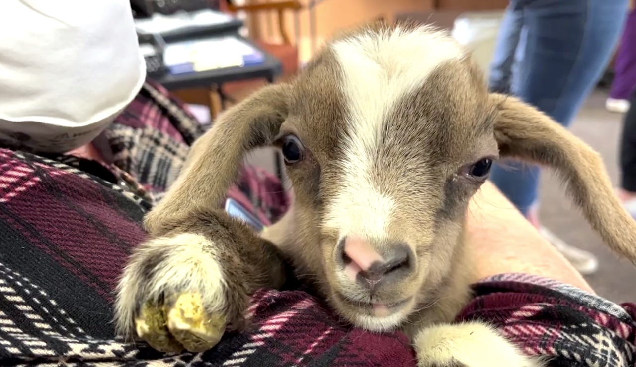 Kalispell baby goats