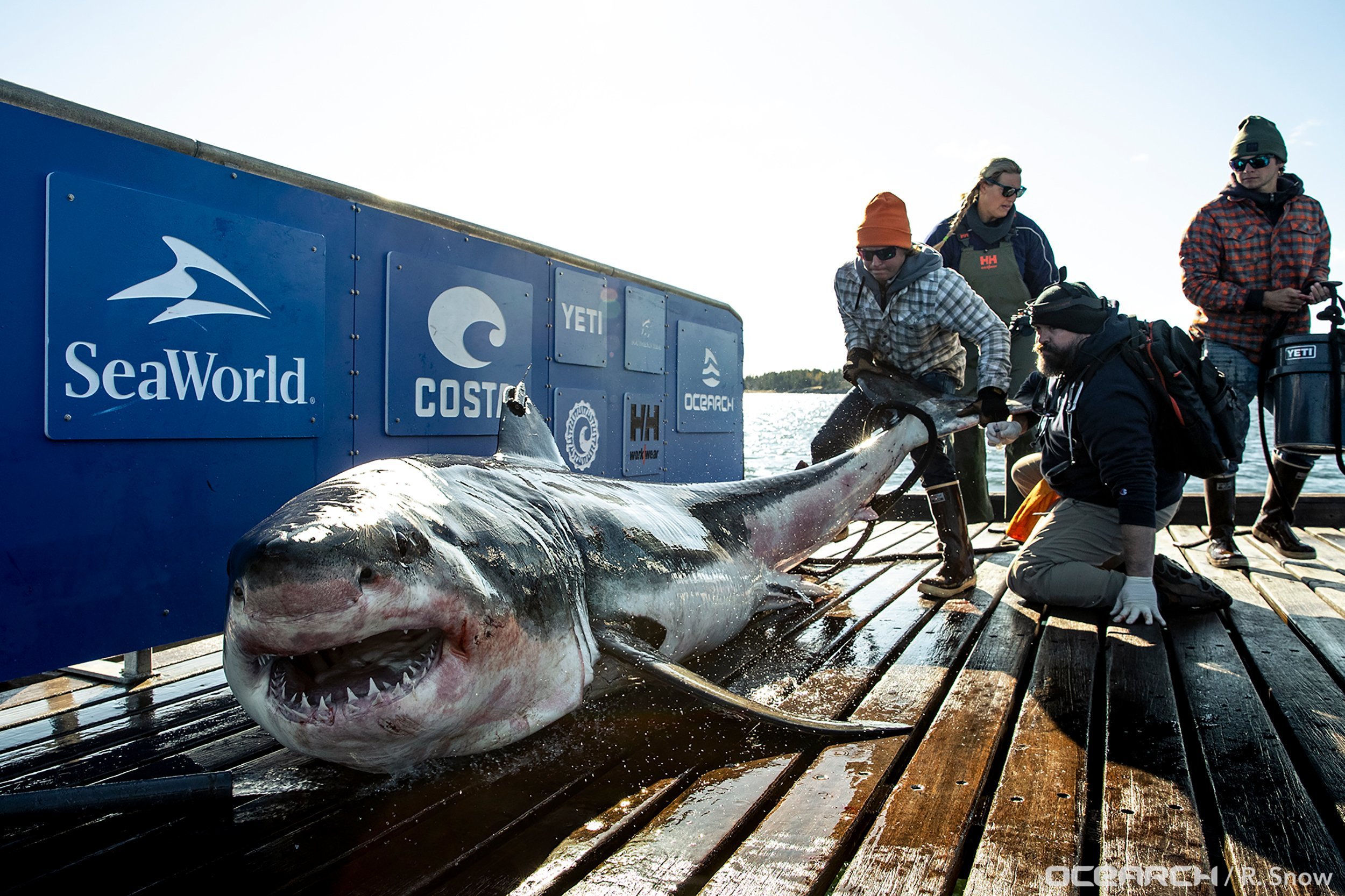 Great White Shark