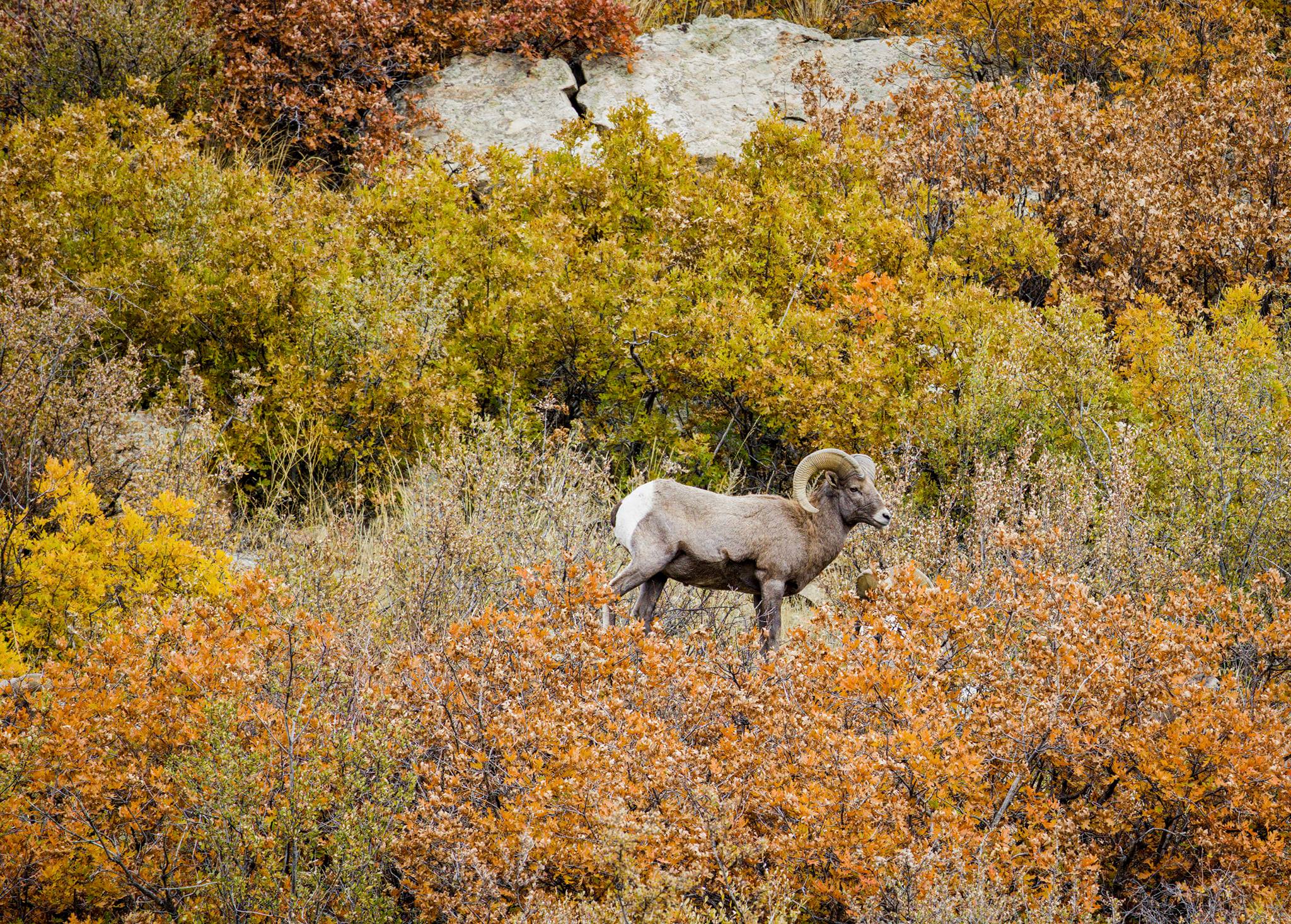 Rams at Garden of the Gods