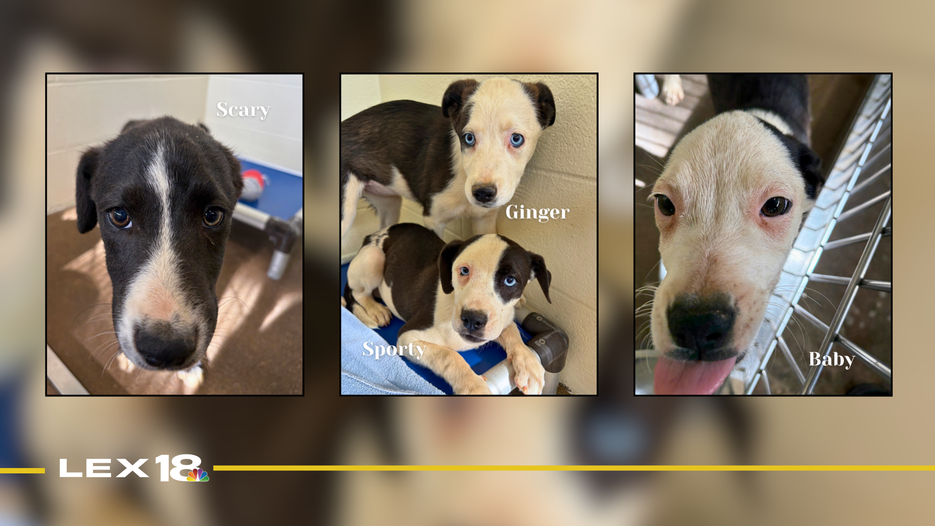 Featured Image Custom Edit (68).png