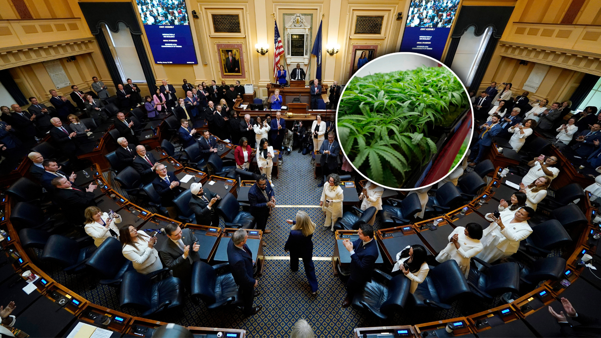 spanbergerweed.png