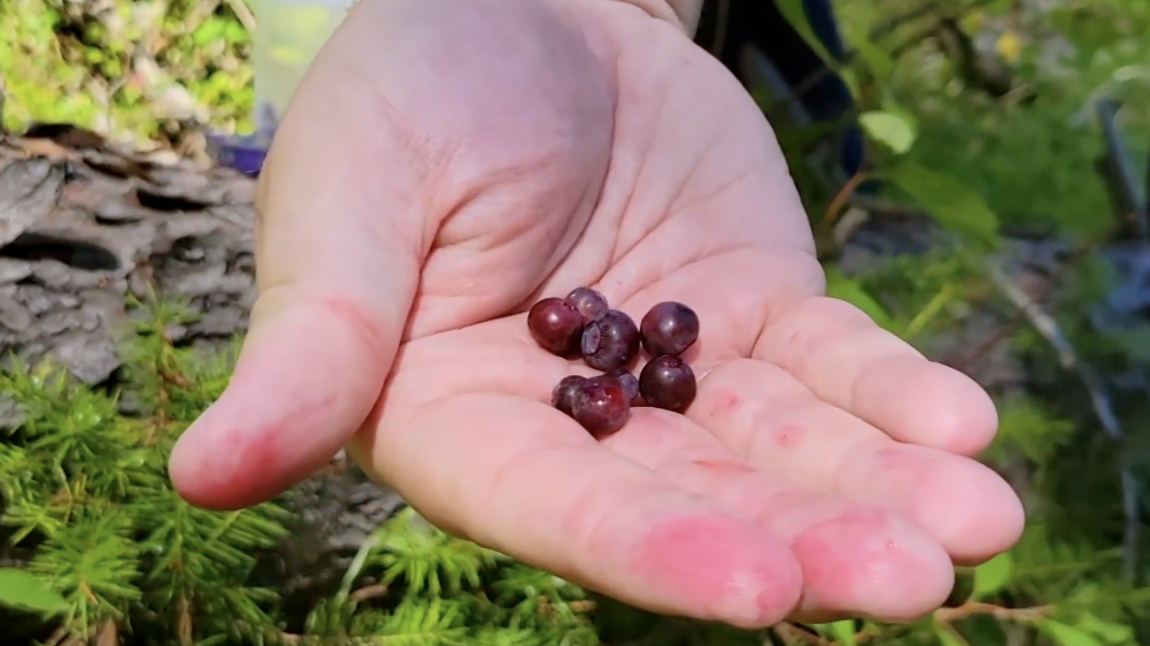 NWMT Low Huckleberry Crop Bear Risk