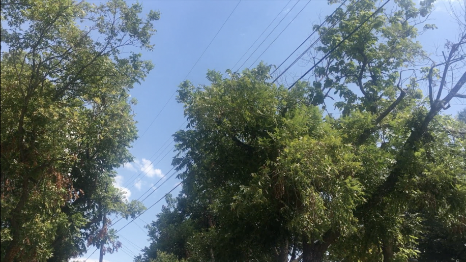 Temple Trees on Power Lines