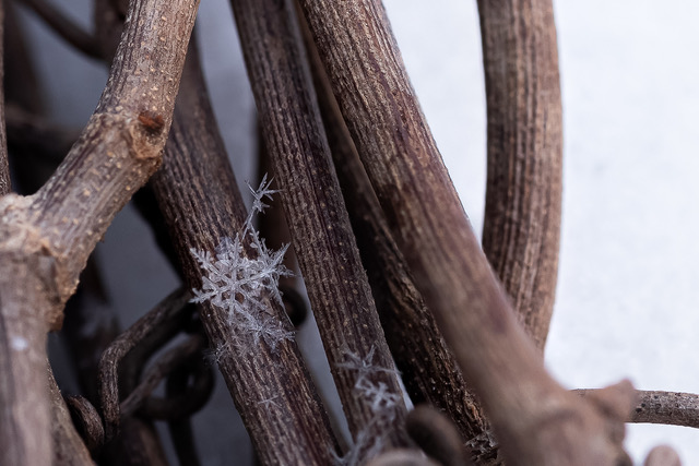 Snowflakes in Colorado