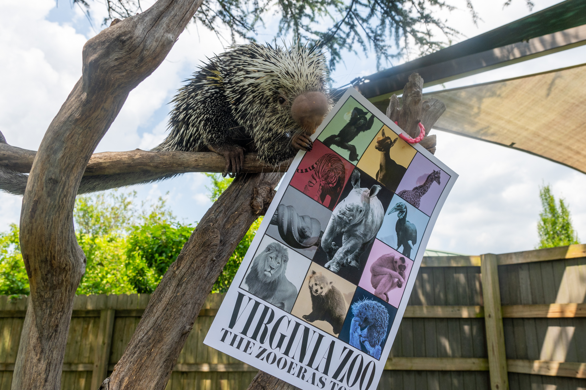 ZooGrooves Animals-5.jpg