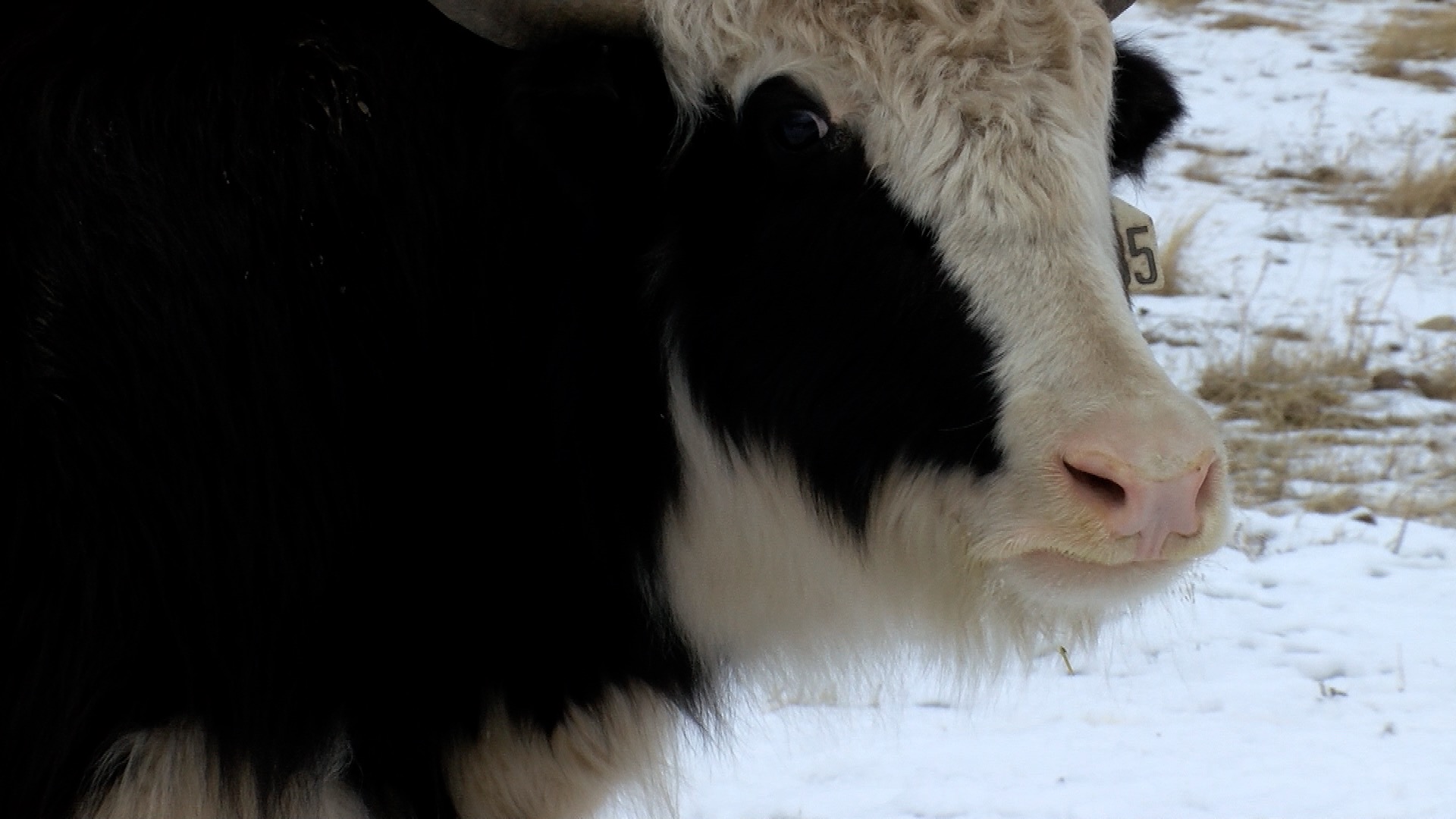 Spring Brook Yak Ranch in Flathead Valley offers exotic meats to residents