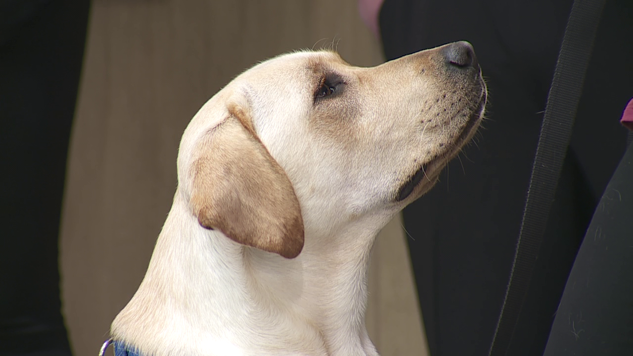 Sully, Pine Rest therapy dog