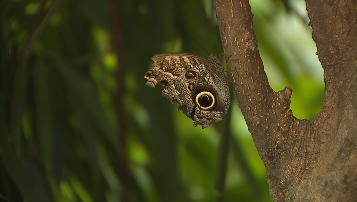 Butterfly Pavilion