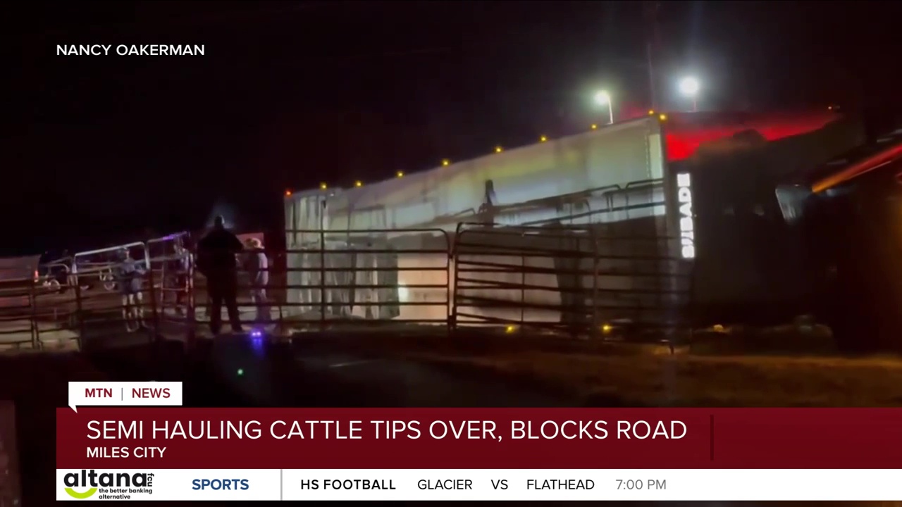 Semi hauling cattle tips near Miles City