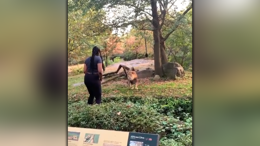 Woman-climbs-inside-lion-exhibit-at-The-Bronx-Zoo.png