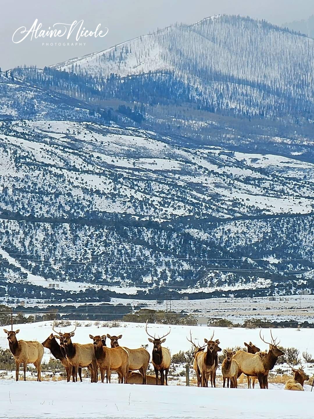 colorado snow alaine nicole.jpg