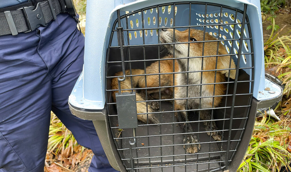 Capitol Fox Encounters