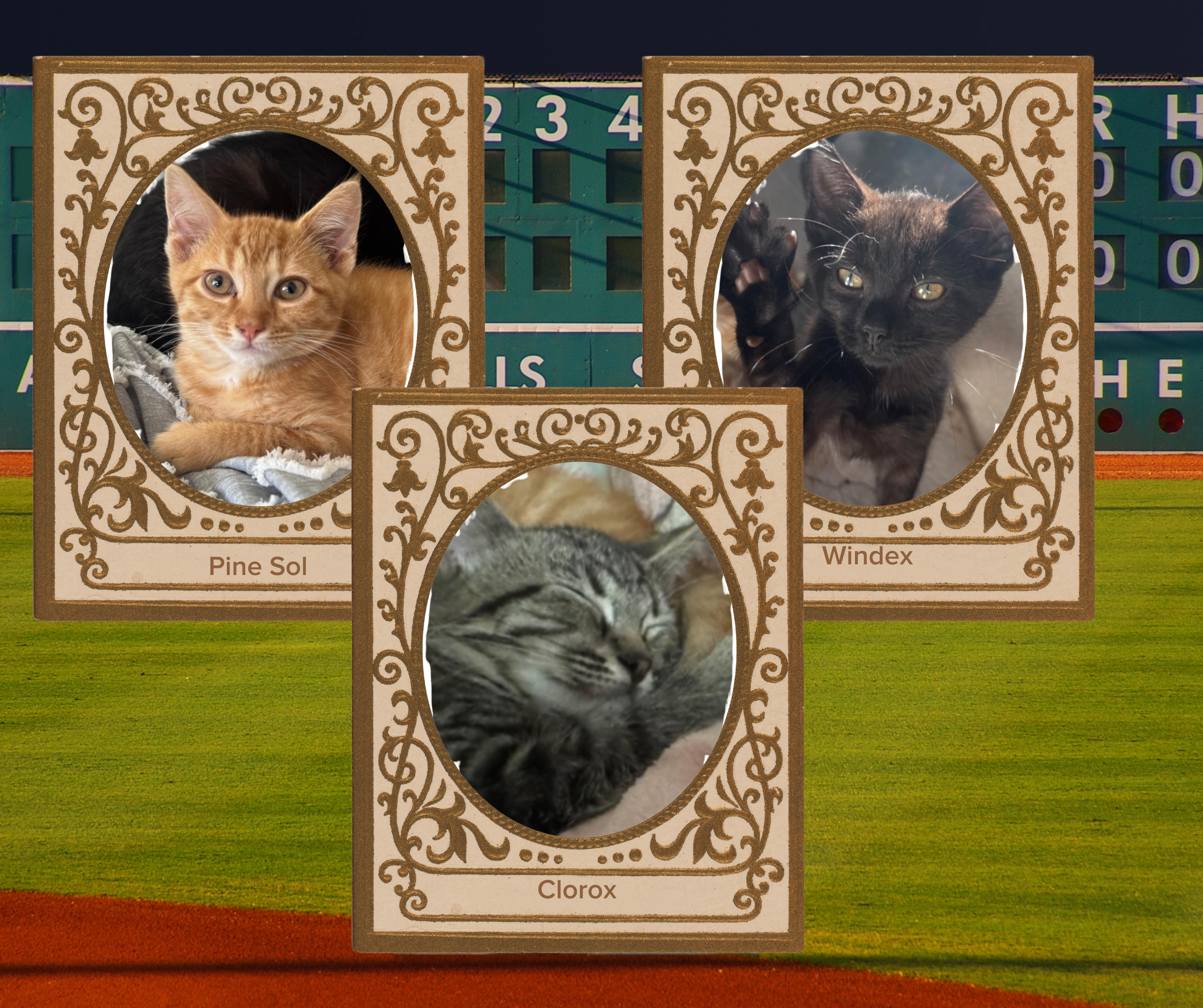 Pet Adoption Tuesday Meet the Clean-Up Crew!