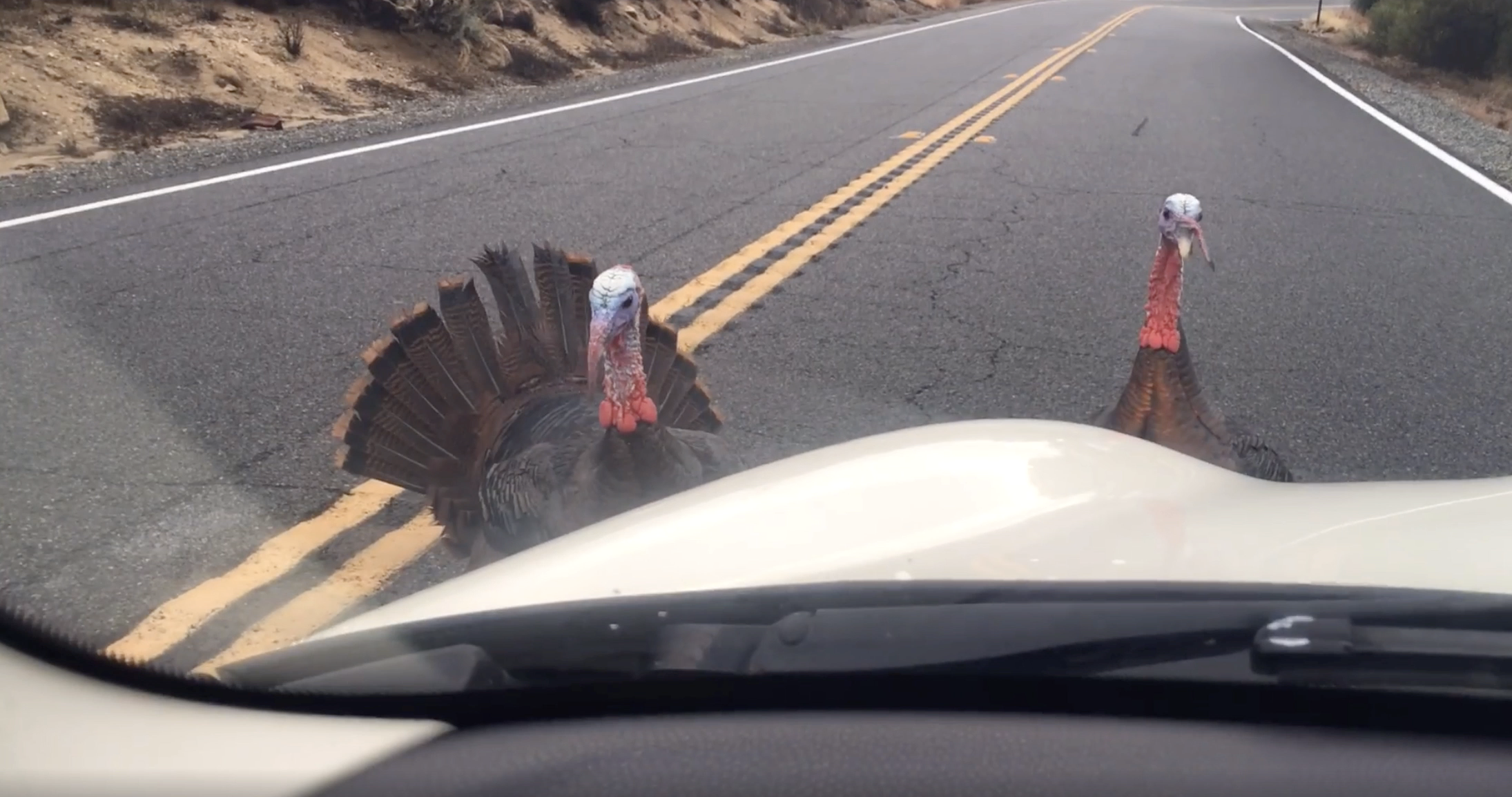 wild turkeys warner springs