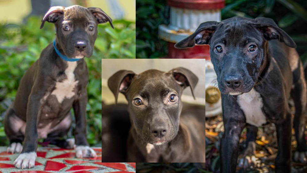 3 puppies pet of the week