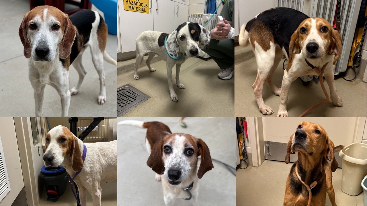 Scott THUMB King William dogs.png