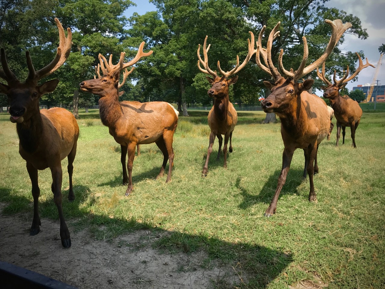 Bellwood Elk.jpg
