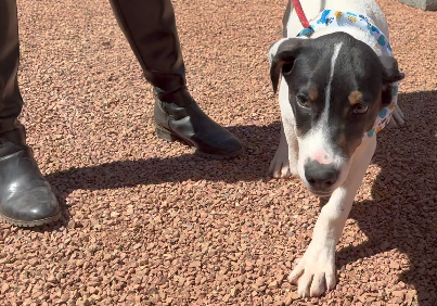 Making more room: Sierra Vista animal shelter increases capacity with completion of expansion project 