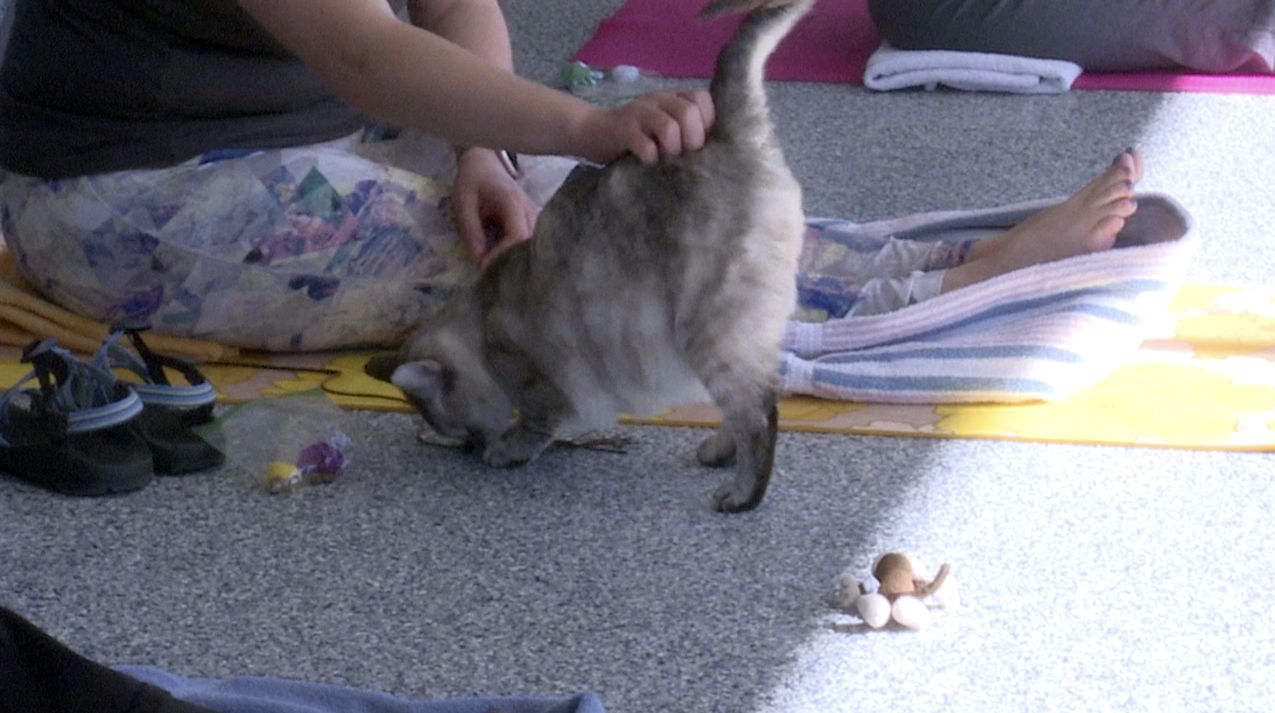 Cat Yoga