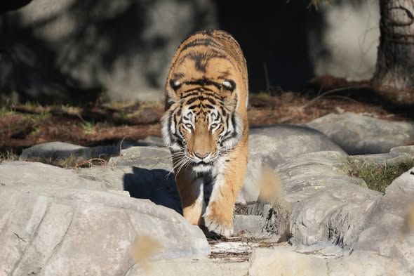 Amur Tiger Darya Detroit Zoo
