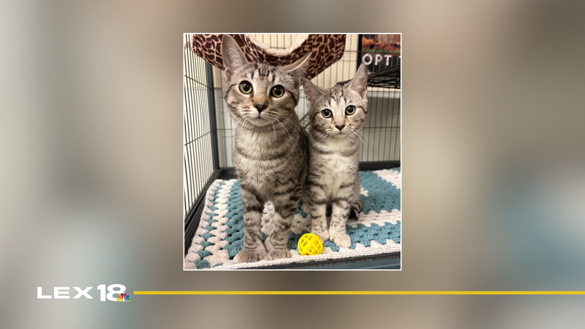 Featured Image Custom Edit (6).jpg