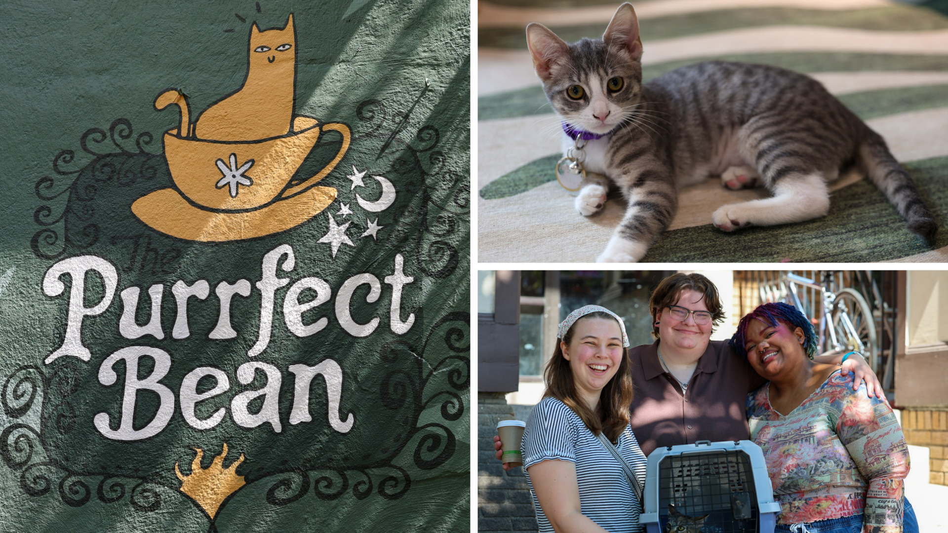 Purrfect Bean Thumbnail