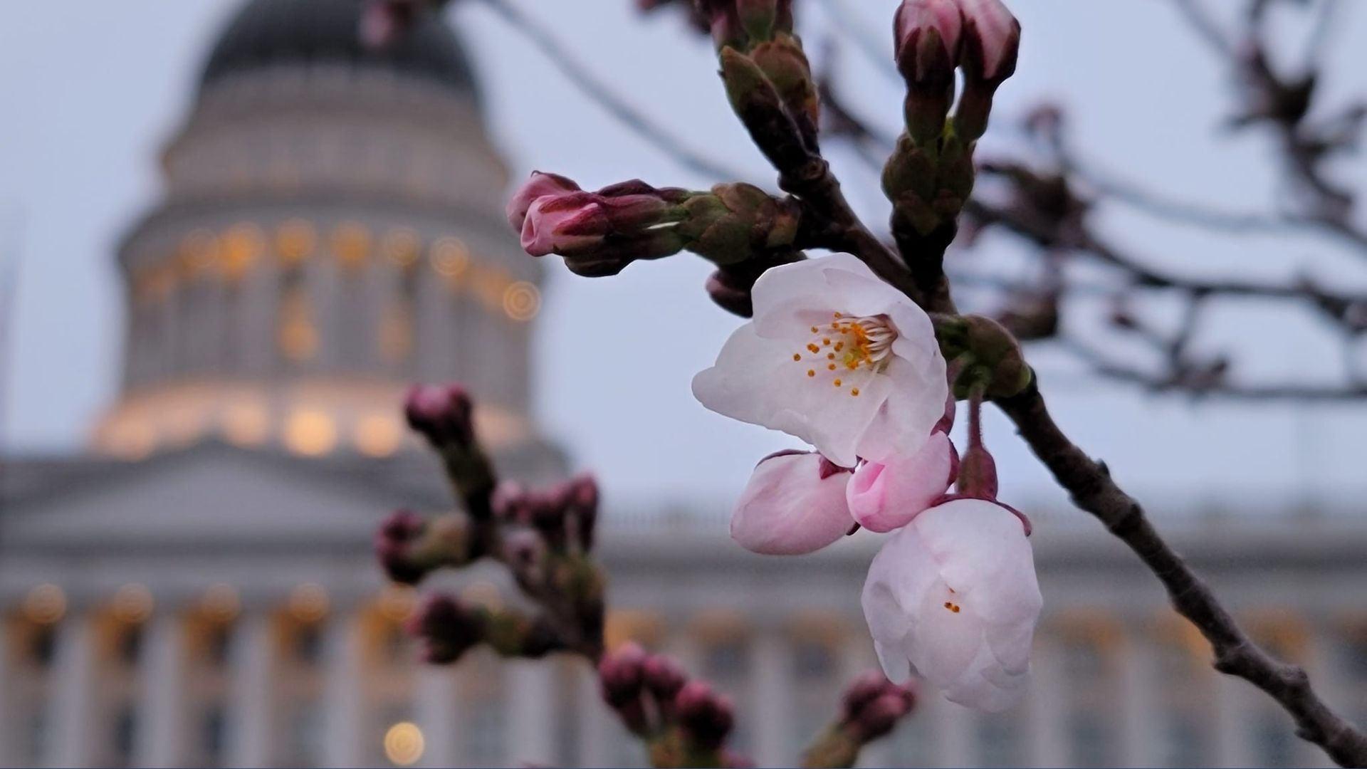 Utah State Capitol cherry blossoms beginning to bloom on March 29, 2024. 