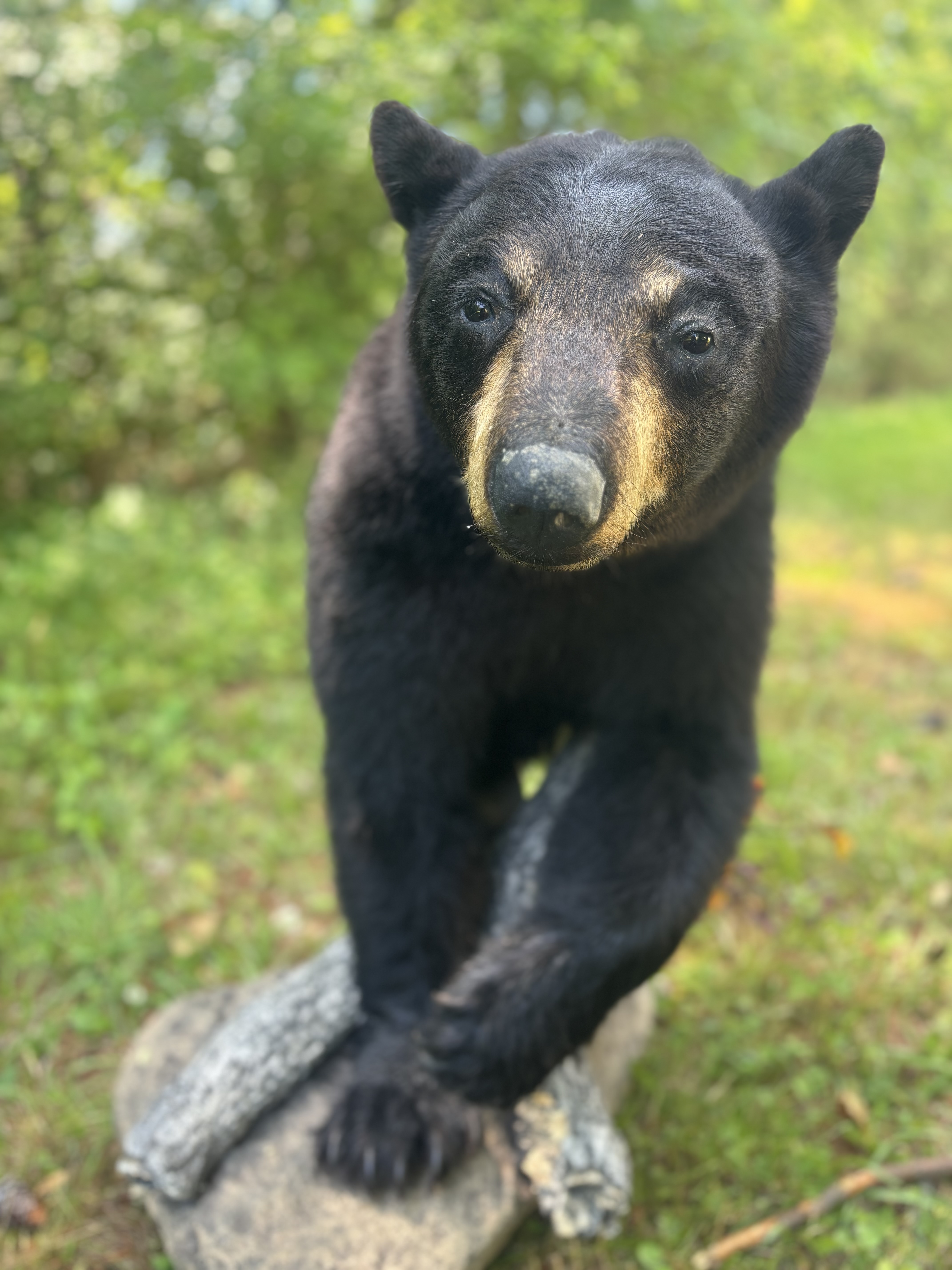 Chesapeake and Virginia Beach citizens 'bear-witness' to black bears 