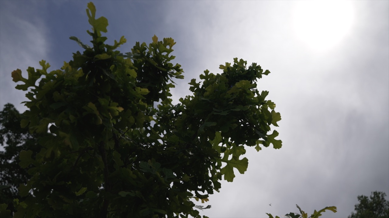 SUN AND TREE.jpg