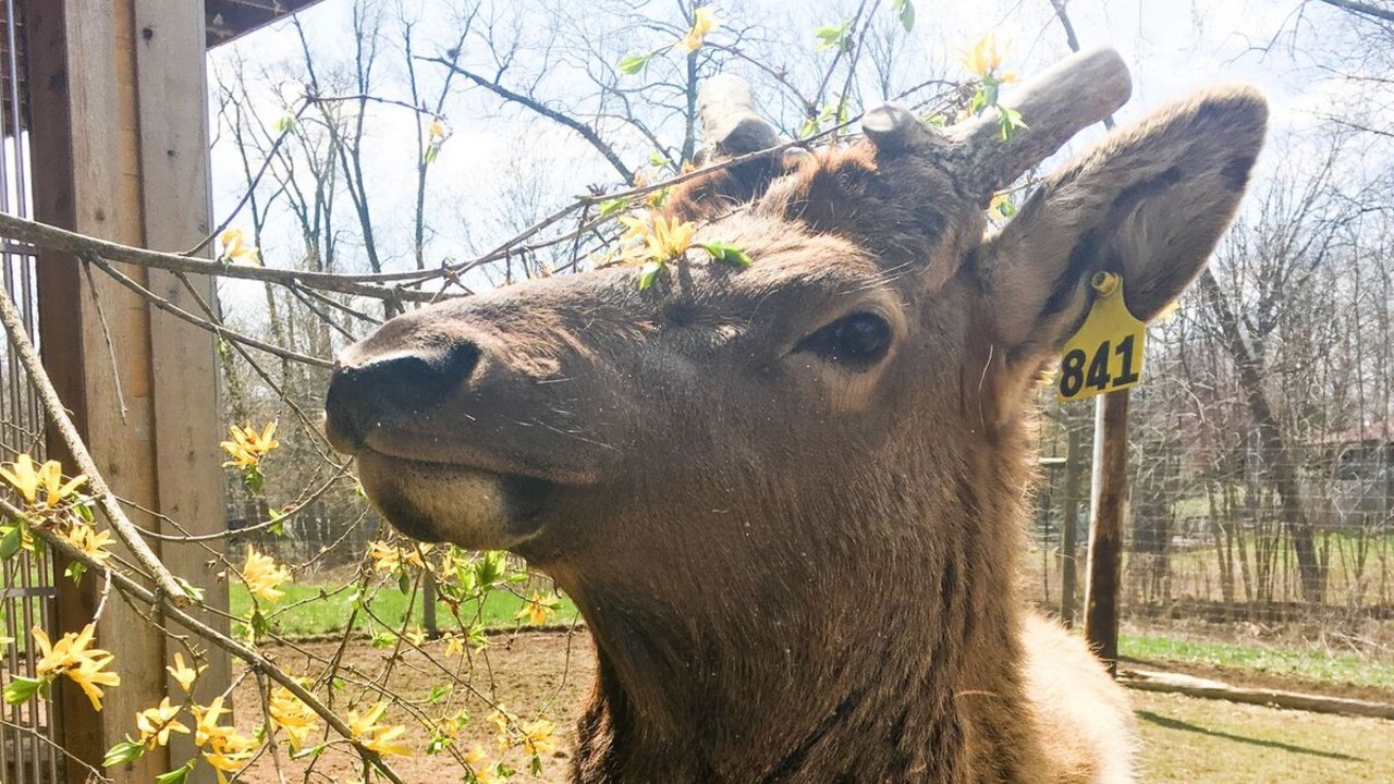 elk 2 potter park zoo.jpg