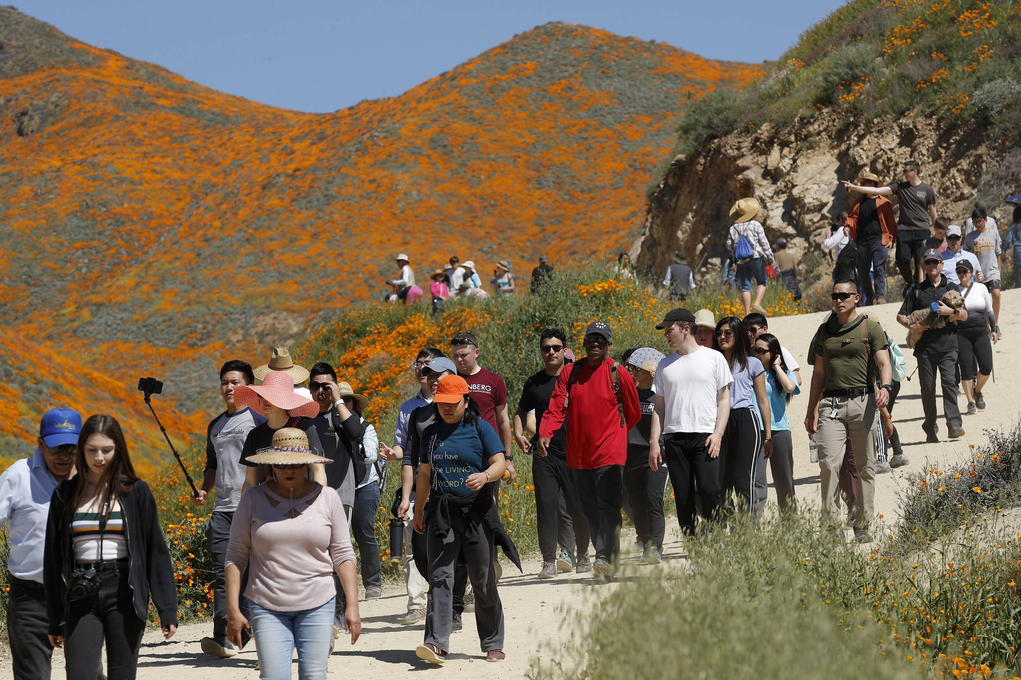 Super Bloom California