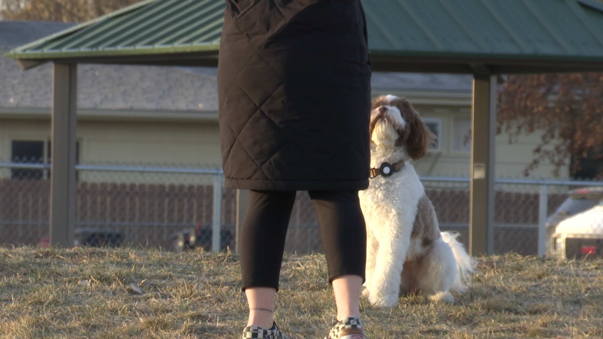 Potential cases of mystery dog illness reported in Montana
