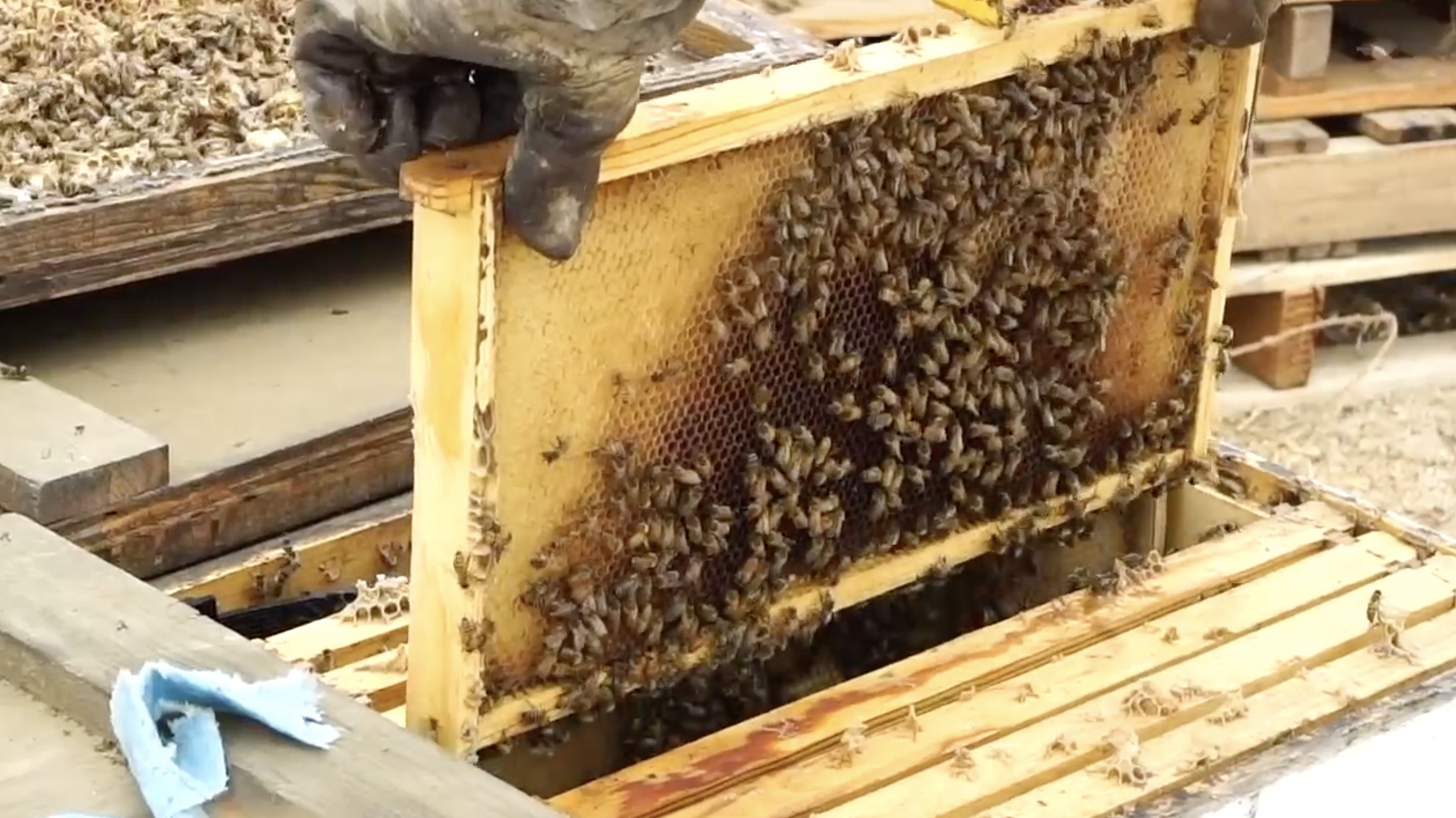 bees