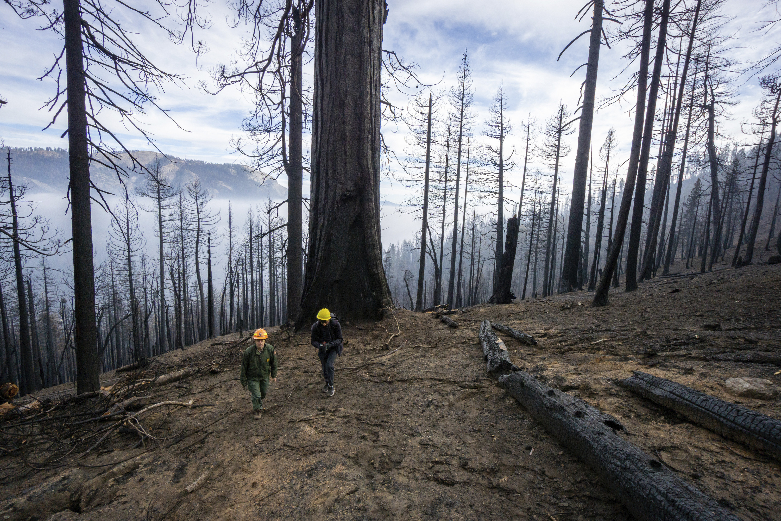 California Wildfires Giant Sequoias