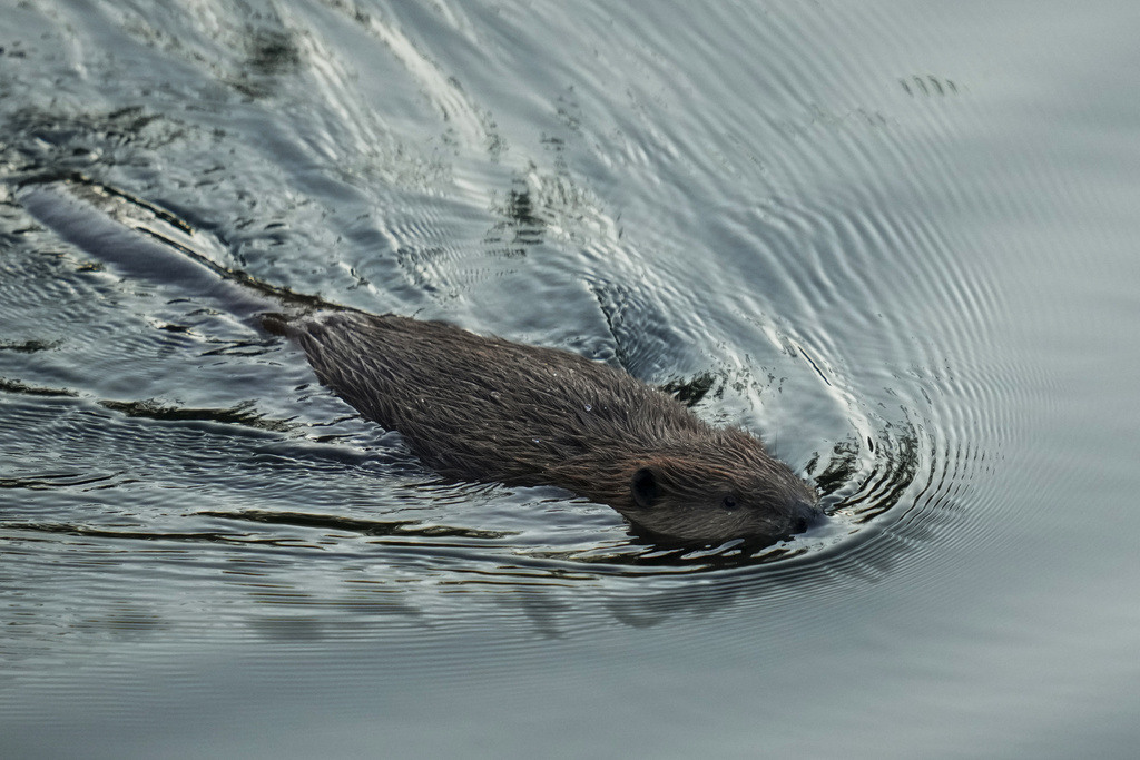 California Embracing Beavers