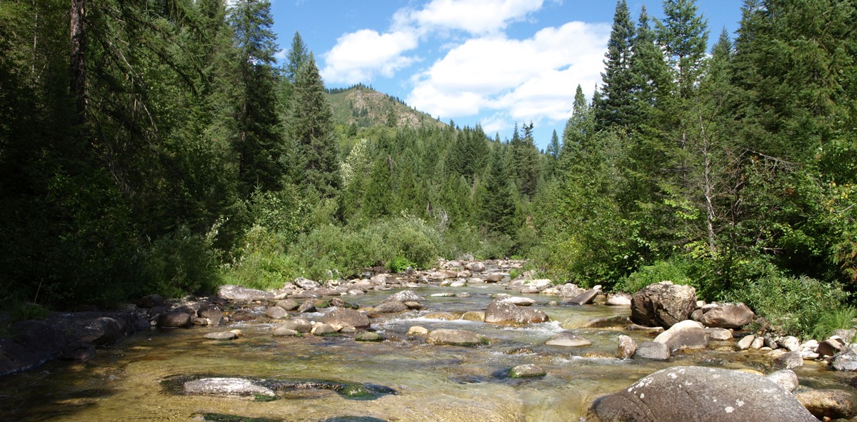 Nez Perce Clearwater National Forest.jpg