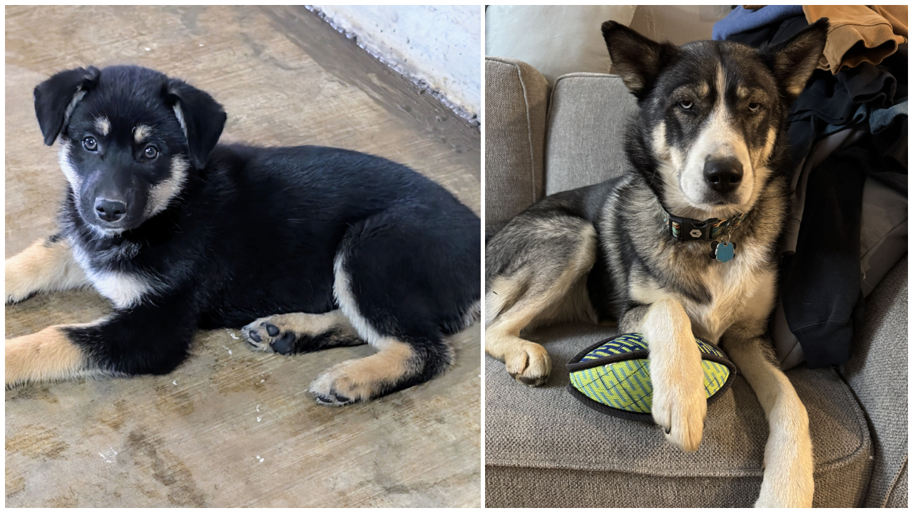 Pets Of The Week: Lloyd and Sasha