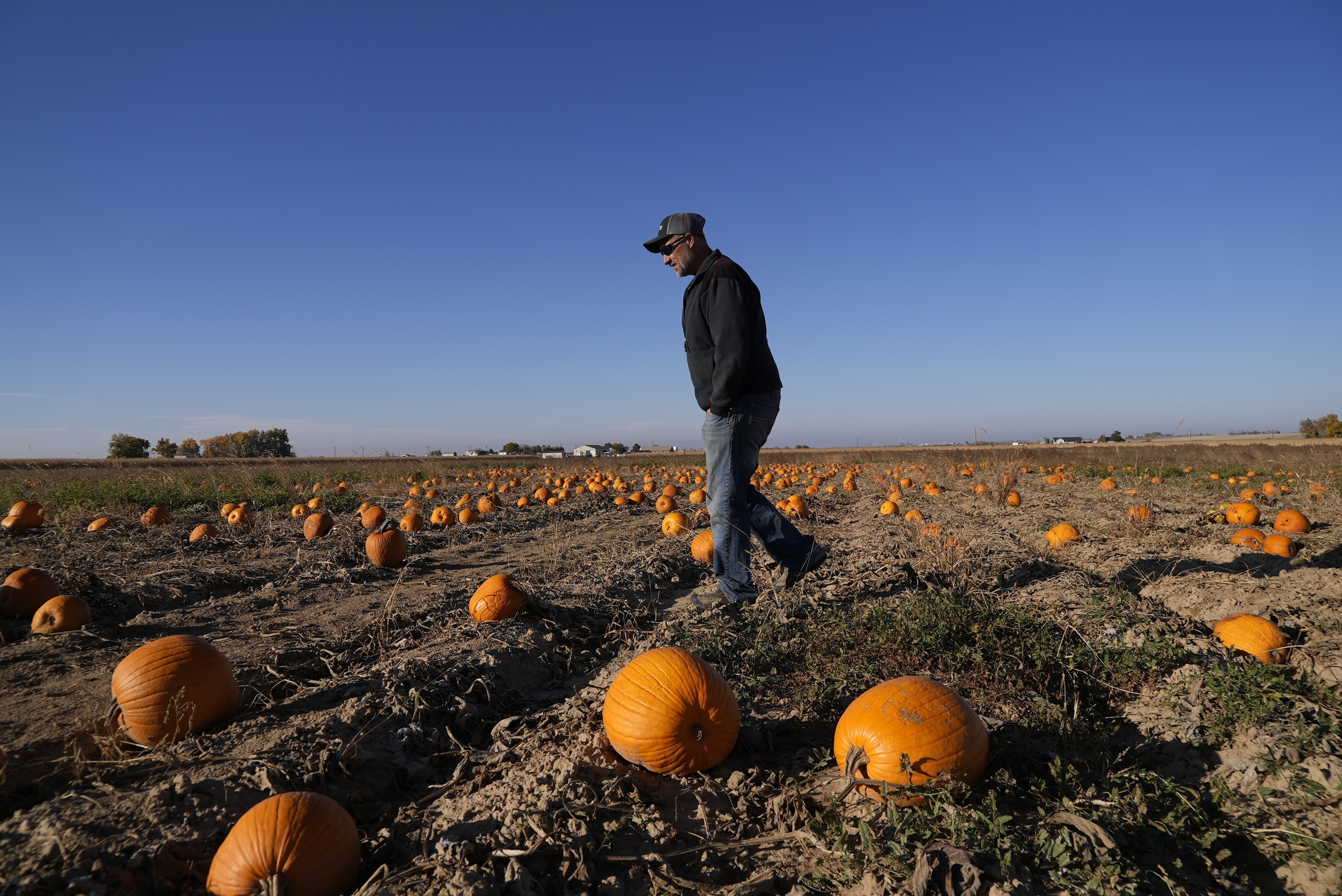 Drought Pumpkins