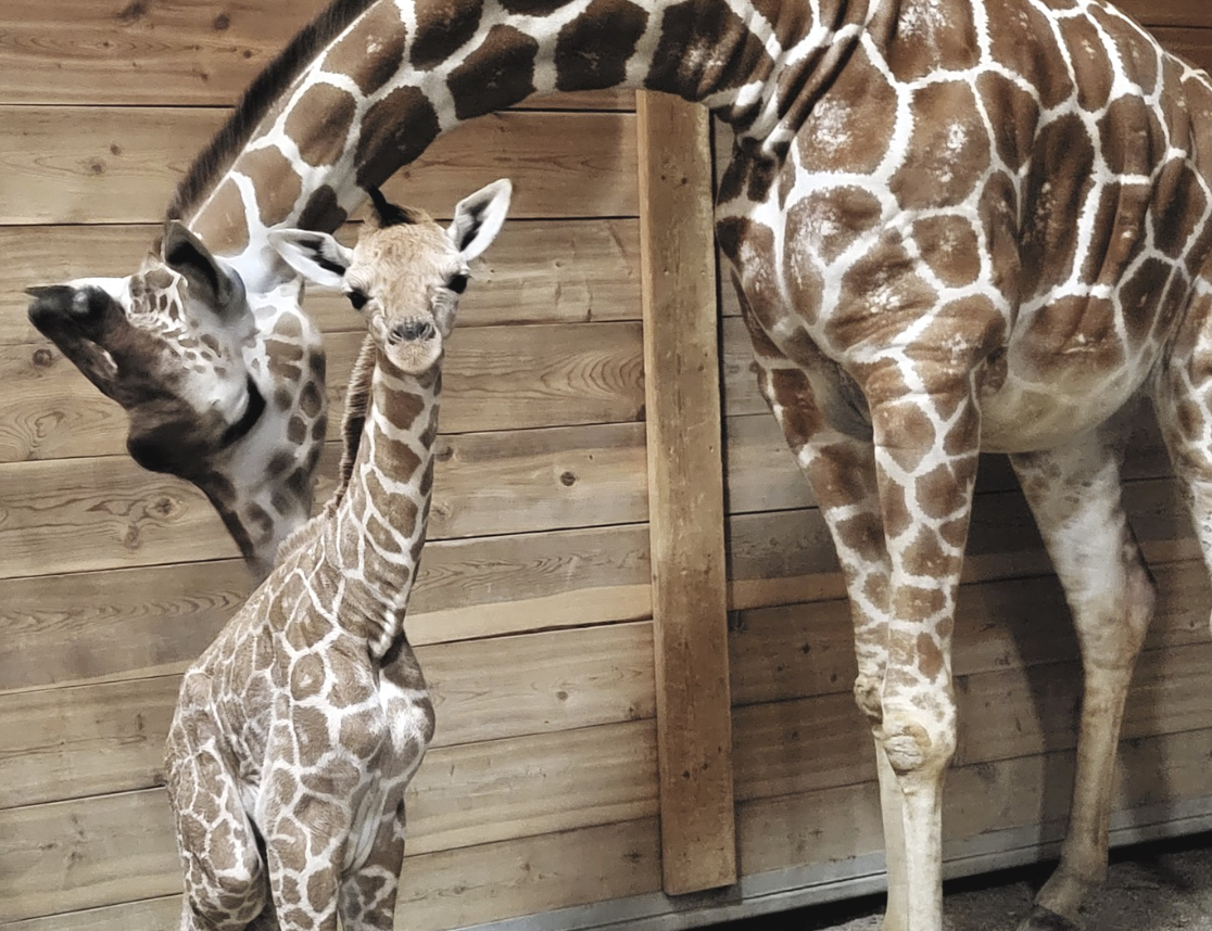 Detroit Zoo new giraffe