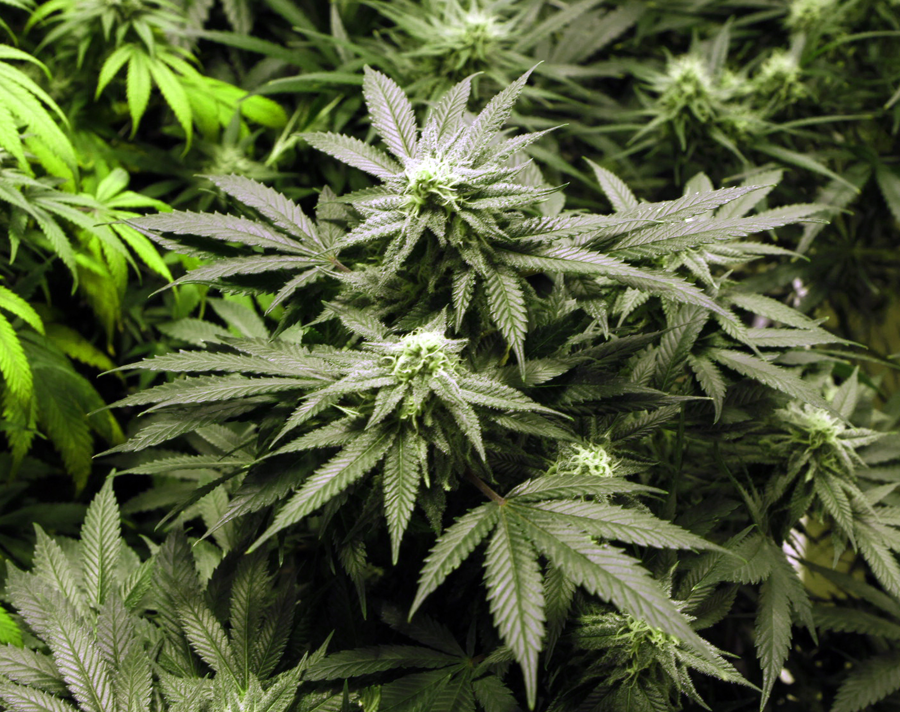 Marijuana