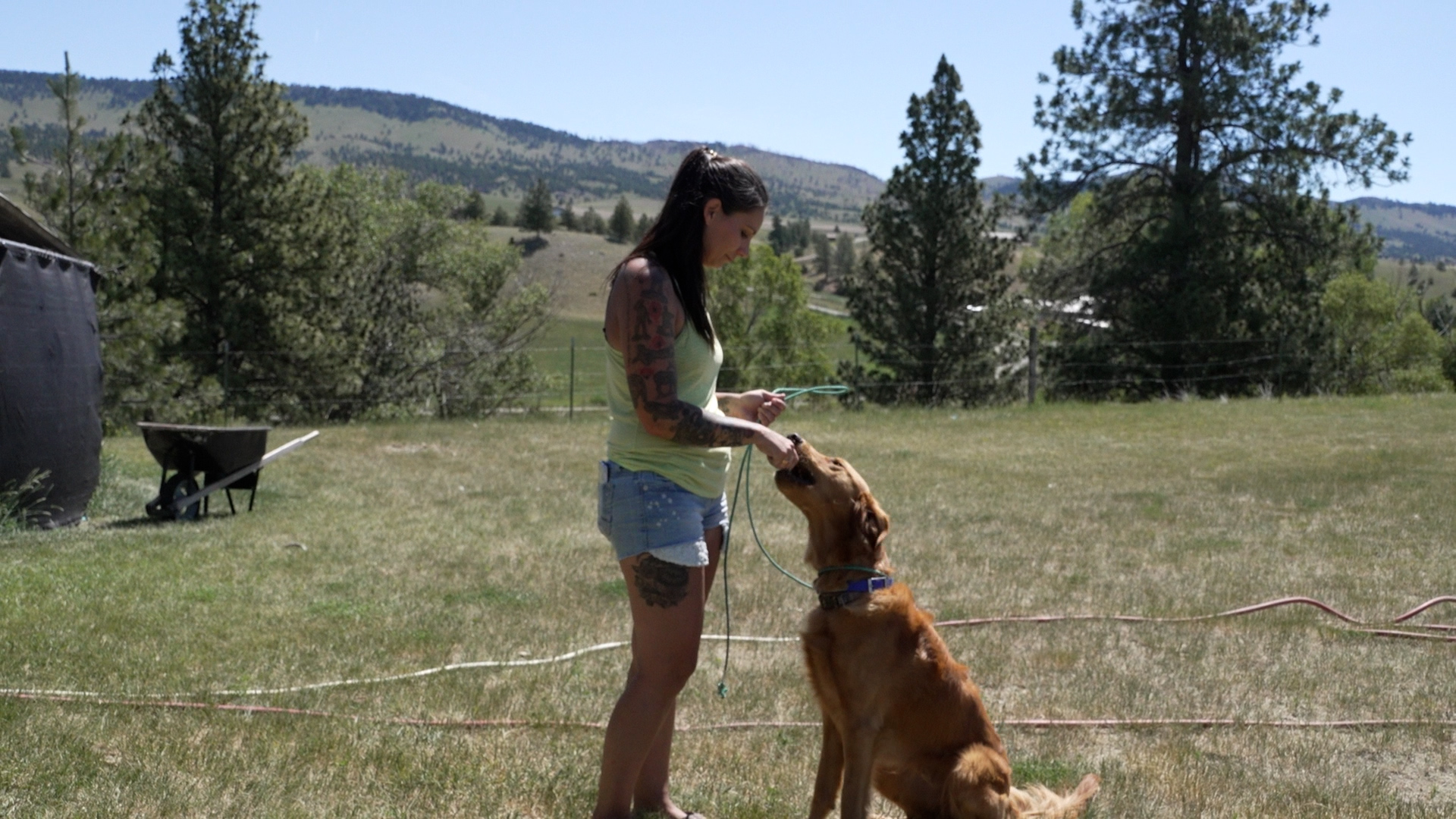 Dog training