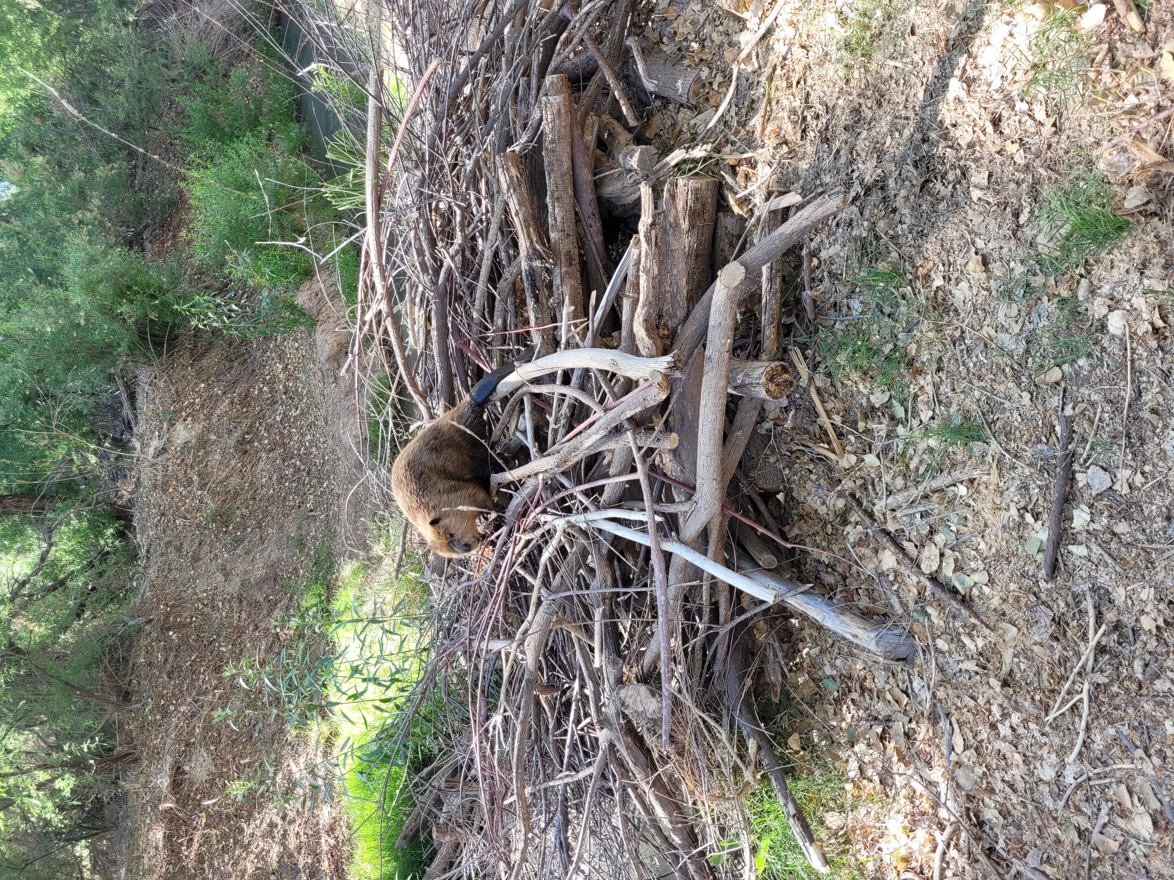 AZGFD beaver release