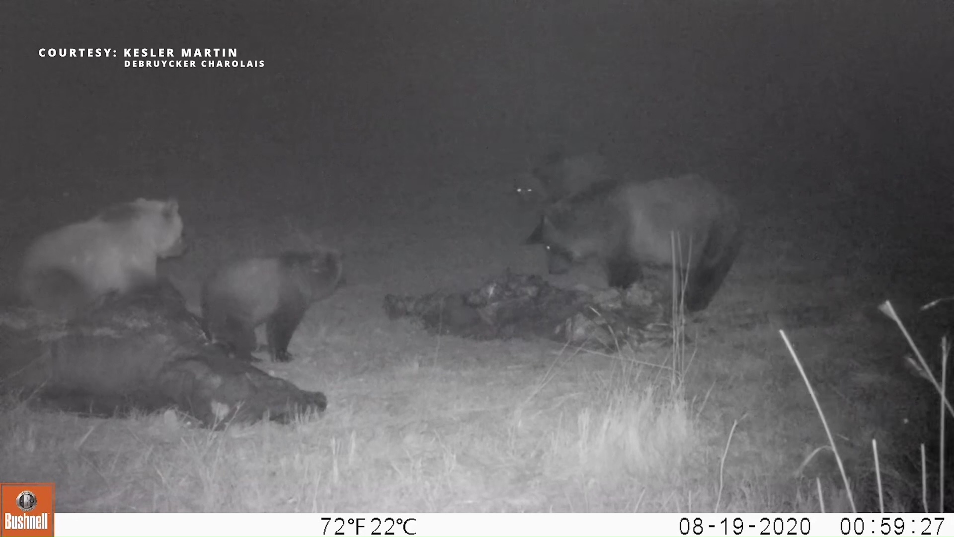 Grizzly Bears