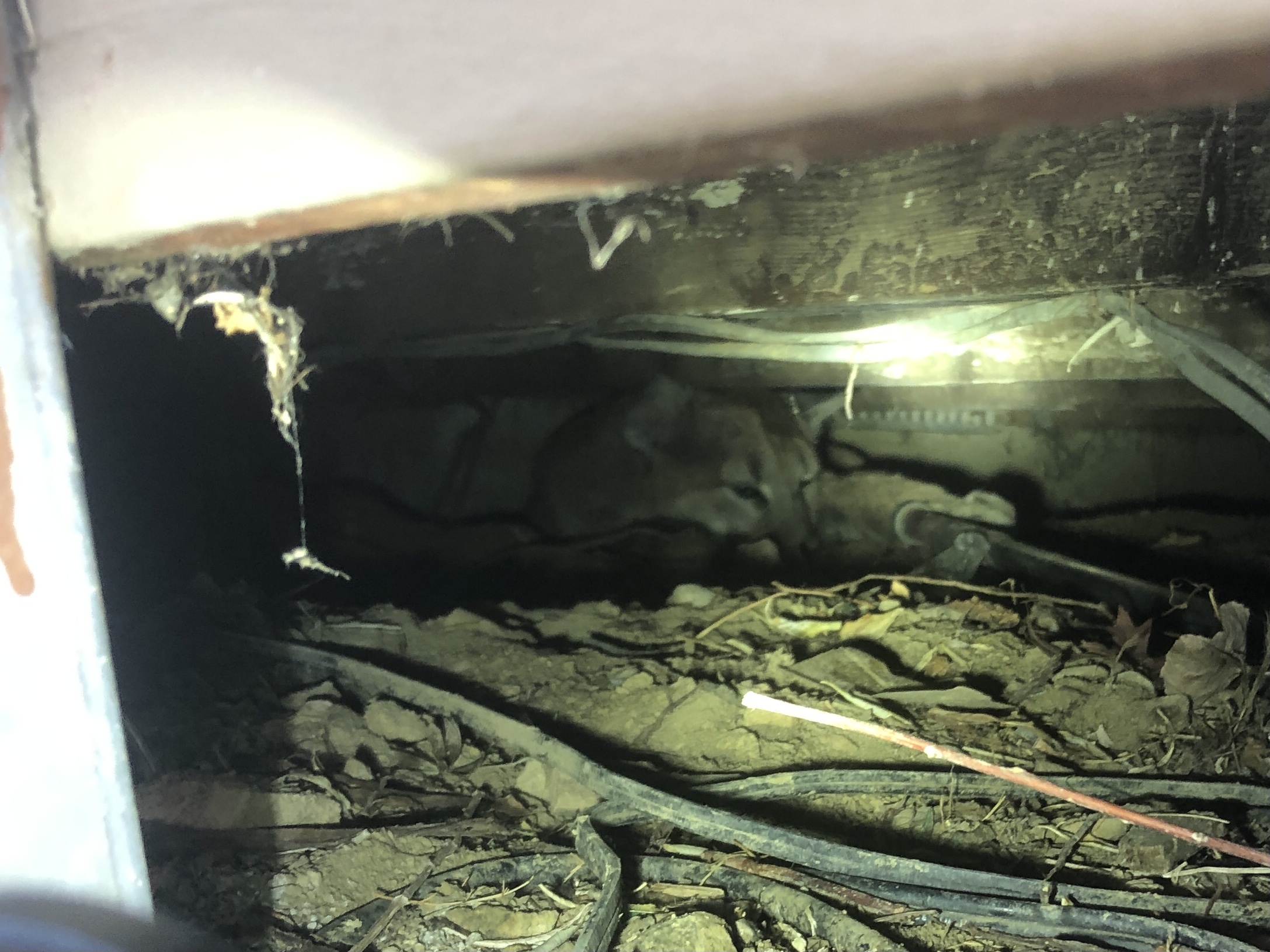 mountain lion under porch in boulder.jpg