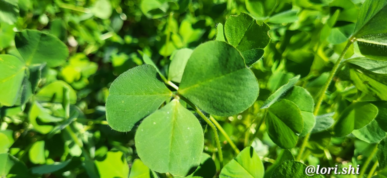 clover saint patrick's day