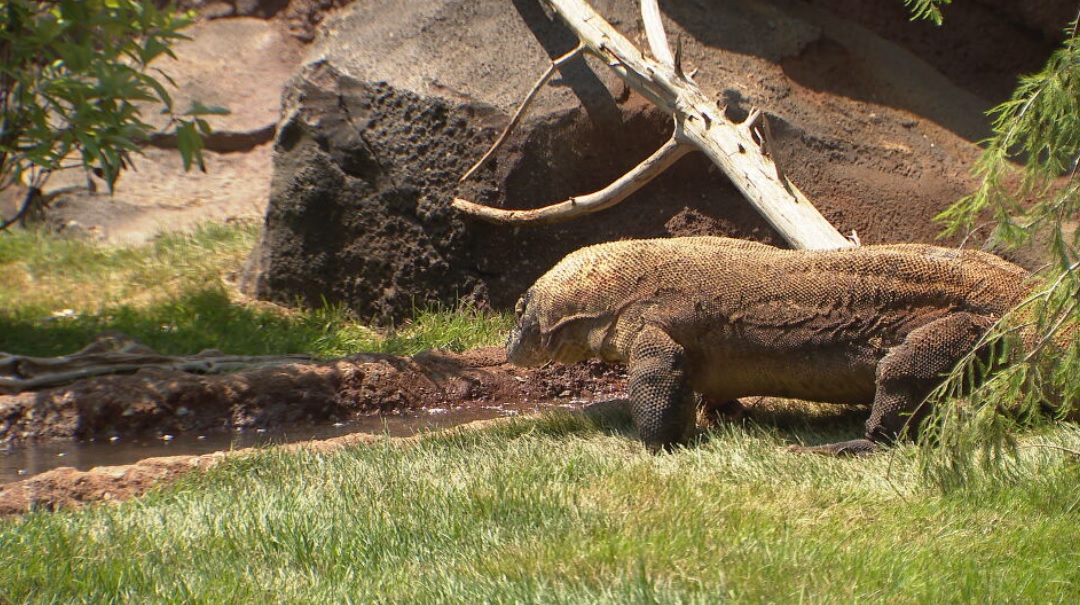 Komodo Dragon at the Nashville Zoo