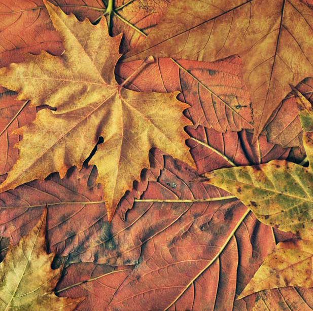 Autumn Fallen Dry Maple Leaves
